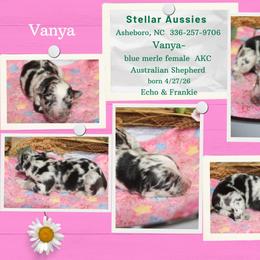 Vanya - Blue merle female Australian Shepherd puppy in Asheboro, North Carolina from Stellar Aussies