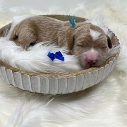 Blue Male - Apricot male Goldendoodle puppy in Great Falls, Montana from Montana Goldendoodles
