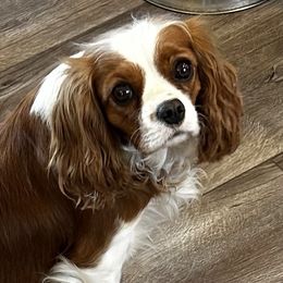 Shownee - Cavalier King Charles Spaniel