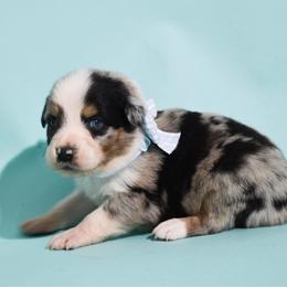 Billy - Blue merle male Australian Shepherd puppy in Placerville, California from BFF Aussies