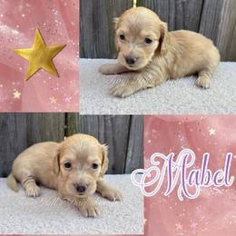 Mabel - Cream female Dachshund puppy in Jonesboro, Illinois from Twin Hills Dachshunds