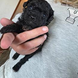 Duke - Black and white male Cockapoo puppy in Ellensburg, Washington from Dawn to Dusk Cockapoos
