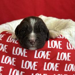 Dozer - White and brown male Newfoundland puppy in Goodhue, Minnesota from Claypits Newfoundlands