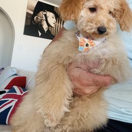 Miu Miu - Poodle
