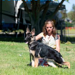 German Shepherd Puppies from Ca-She Shepherds
