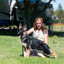 German Shepherd Puppies from Ca-She Shepherds