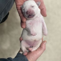 Labrador Retriever Puppies from Luxe Labradors