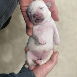 Labrador Retriever Puppies from Luxe Labradors