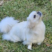 Tibetan Spaniels from Coastal Peaks Tibetan Spaniel Breeder