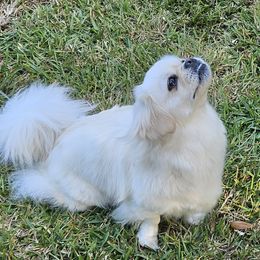 Tibetan Spaniels from Coastal Peaks Tibetan Spaniel Breeder