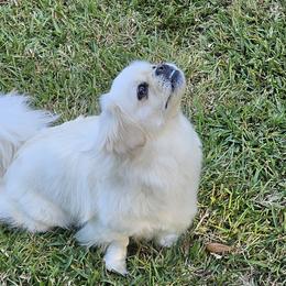 Tibetan Spaniels from Coastal Peaks Tibetan Spaniel Breeder