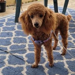 Poodles from Oodlesofpoodles