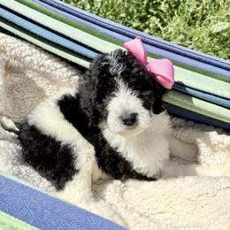 Willow - Parti female Poodle puppy in Meadowbrook, California from Standard Poodle Pups