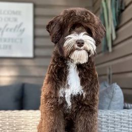 Worm - Australian Labradoodle