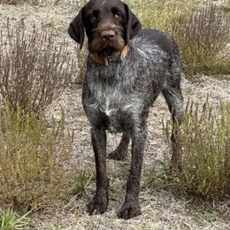 Ann - Wirehaired Pointing Griffon
