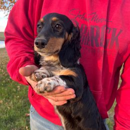 Summer - Piebald female Dachshund puppy in Red Bud, Illinois from Midwest Miniature Dachshunds