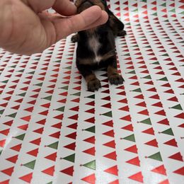 Gift - Black and tan female Dachshund puppy in Porterville, California from Desert Dynasty
