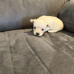 Cream Female - Cream female Assorted Doodle Crosses puppy in Ludlow, Missouri from Countryside Doodles and Mohr