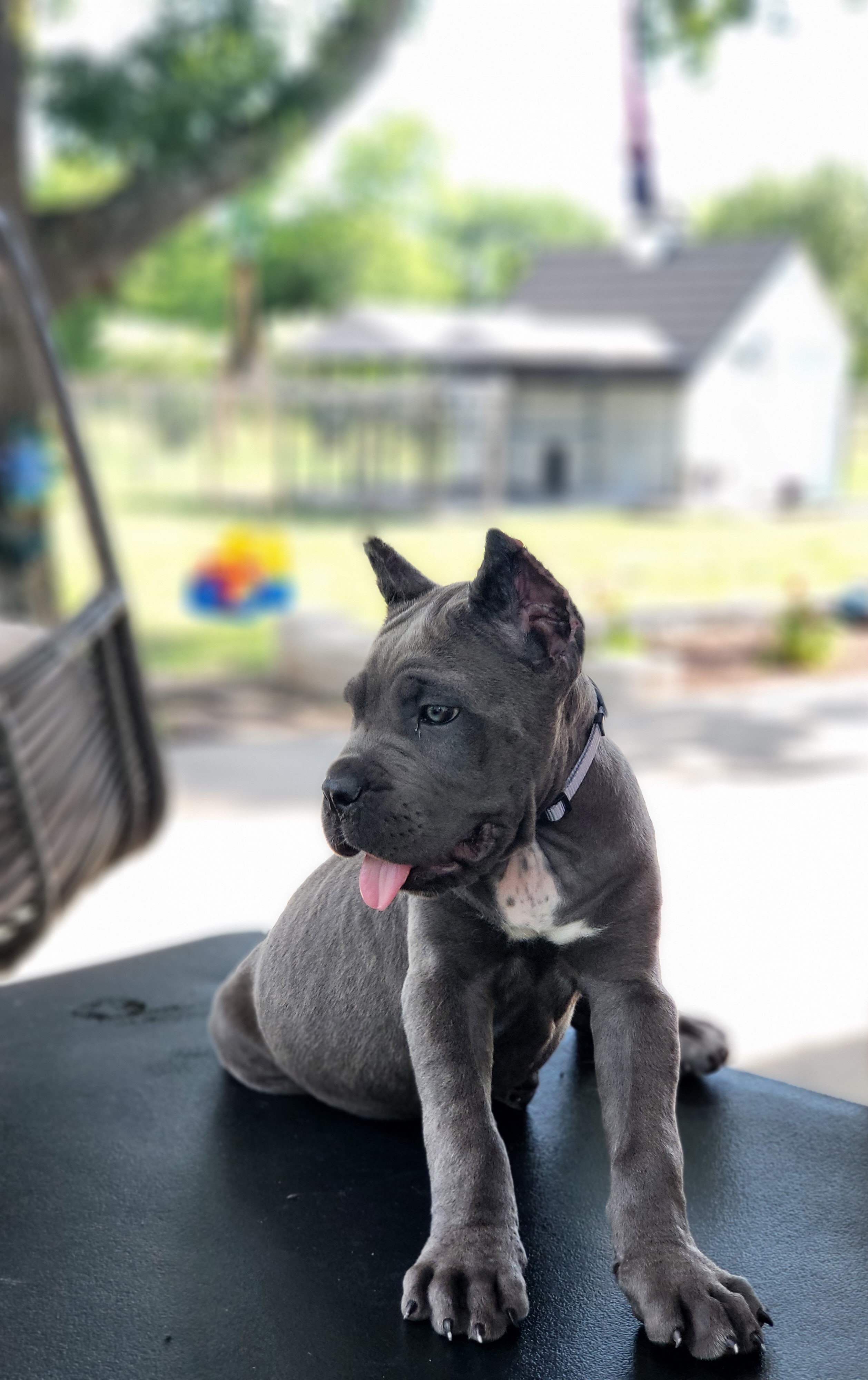 Cane Corso Puppies from Jolaw Kennel