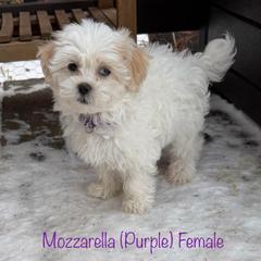 Mozzarella - Cream female Shichon puppy in De Pere, Wisconsin from Kinzor Kennels
