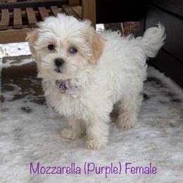 Mozzarella - Cream female Shichon puppy in De Pere, Wisconsin from Kinzor Kennels