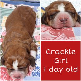 Crackle - Red and white female Basset Hound puppy in Jacksboro, Texas from Basset Hounds of Jacksboro, Tx