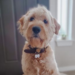 Indie - Goldendoodle