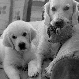 Golden Retriever Puppies from Carolyn Maddux's Golden Retrievers