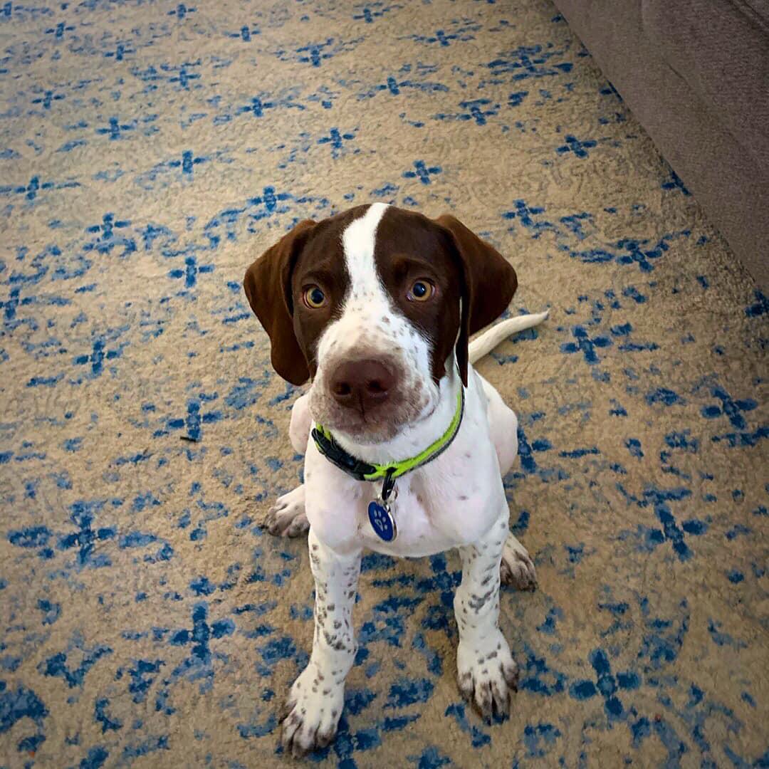 En Pointe Kennels in Utah Pointer puppies Good Dog