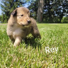 Collie Puppies from Jamie Jamie Andersen Andersen