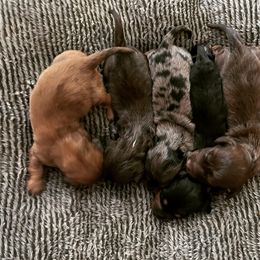 Dachshund Puppies from Krazy Acre Farm