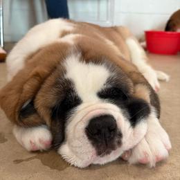 Dark Green - Orange and white female Saint Bernard puppy in Double Springs, Alabama from St Bernard Kingdom, LLC