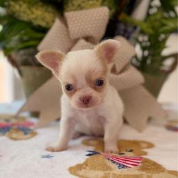 Murphy - Cream and white male Chihuahua puppy in Harrison, Michigan from Cloud9 Chihuahuas