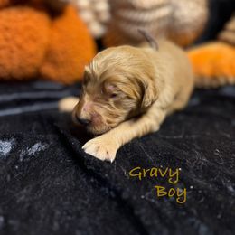 Gravy - Red  male Goldendoodle puppy in Rockville, Minnesota from Bracha Poodles & Doodles