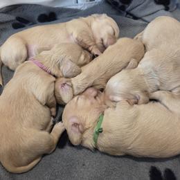 Dachshund puppies from Oakley's Dachshund Ranch