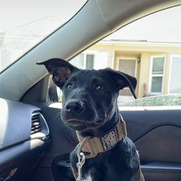 Arya - Black Belgian Malinois puppy in California from 11:11 Working Dogs