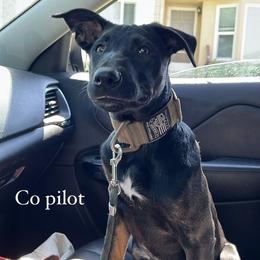 Arya - Black Belgian Malinois puppy in California from 11:11 Working Dogs