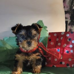Green (Aqua) - Black and tan male Yorkshire Terrier puppy in Chickasha, Oklahoma from SISSYS YORKIES