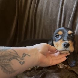 Boy 2 - Black tan and white male Basset Hound puppy in Letcher, Kentucky from Hackers Appalachian Basset Hounds