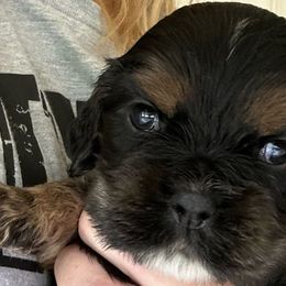 Boy 1 - Black and tan male Cocker Spaniel puppy in Spotsylvania, Virginia from Wilkshire Farm