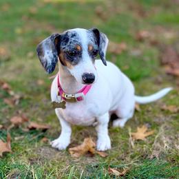 Molly - Dachshund