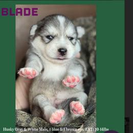 Blade - Wolf sable male Pomsky puppy in Perkins, Oklahoma from A-Dream Pomsky Kennel