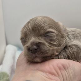 Bracco Italiano and Chihuahua Puppies from Snow Peak Kennel