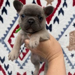 Ferb - Blue male French Bulldog puppy in Ludowici, Georgia from Royal Destiny Kennels