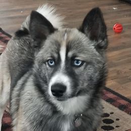 Copper - Pomsky