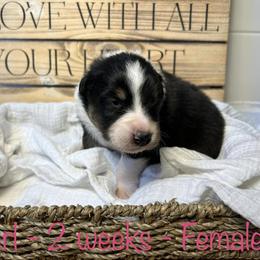 Australian Shepherd Puppies from Kayla's Aussies