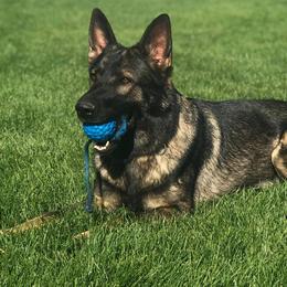 Recca - German Shepherd