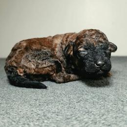 Skyy - Brindle female Poodle puppy in Plainfield, New Jersey from Caris Paws Poodles and Labradoodles