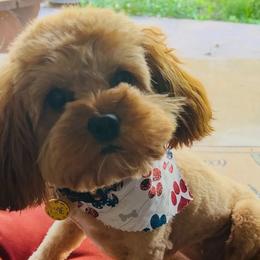 Maple - Cavapoo