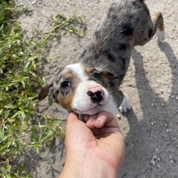 Australian Cattle Dog, Australian Shepherd, Companion Cross, and Miniature Australian Shepherd Puppies from MK Aussies